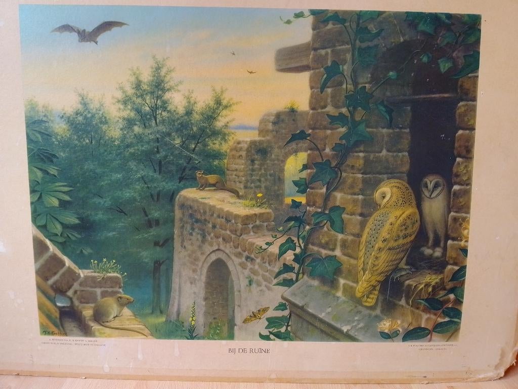 schoolplaat, Antiek en Kunst, Antiek | Schoolplaten, Ophalen, Natuur en Biologie