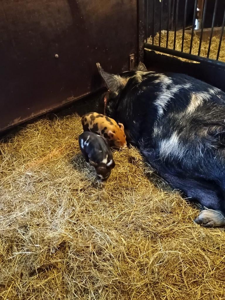 Kune Kune biggen met stamboom, Dieren en Toebehoren, Schapen, Geiten en Varkens, Meerdere dieren, Varken, 0 tot 2 jaar