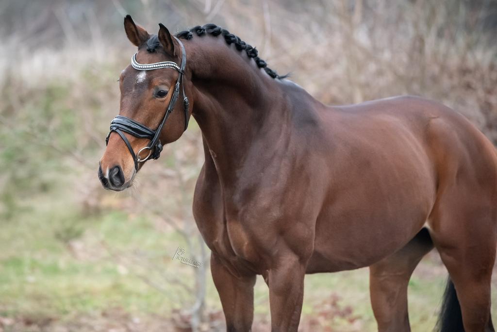 5 jr ruin te koop van furst samarant, Dieren en Toebehoren, Paarden, Ruin, Dressuurpaard, 3 tot 6 jaar, L