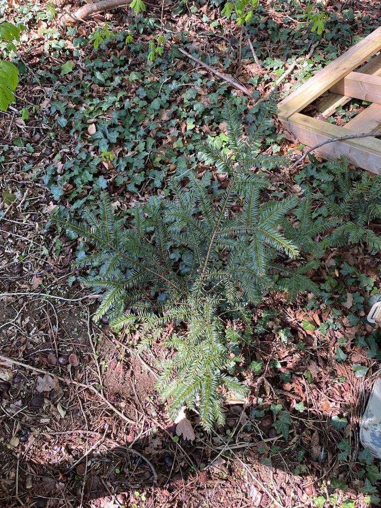 Jonge taxussen, Tuin en Terras, Planten | Struiken en Hagen, Ophalen of Verzenden, Taxus, Struik, Minder dan 100 cm