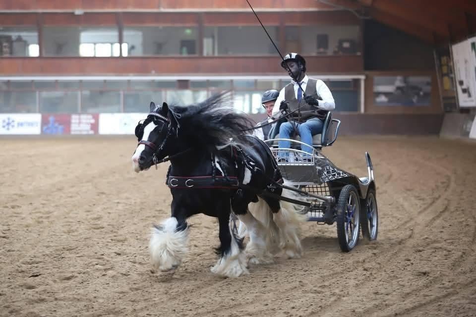 Mooie bereden en betuigde tinker ruin, Dieren en Toebehoren, Ruin, Minder dan 160 cm, Met stamboom, 3 tot 6 jaar