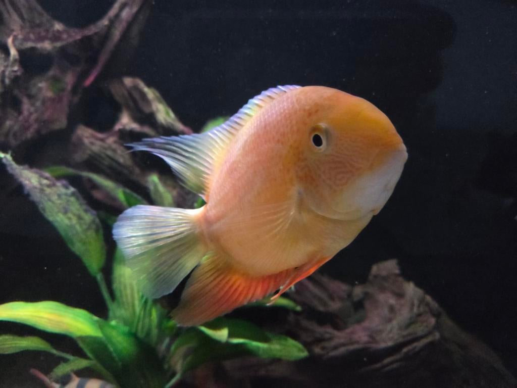 Red spotted Hero, Dieren en Toebehoren, Vissen | Aquariumvissen, Vis