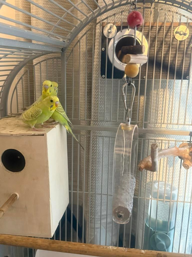 3 mooie en bijna tam grasparkieten met de grote kooi, Meerdere dieren, Tam