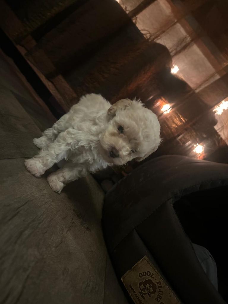 Toy poedel puppy teefje, Poedel, 8 tot 15 weken, Parvo, Meerdere