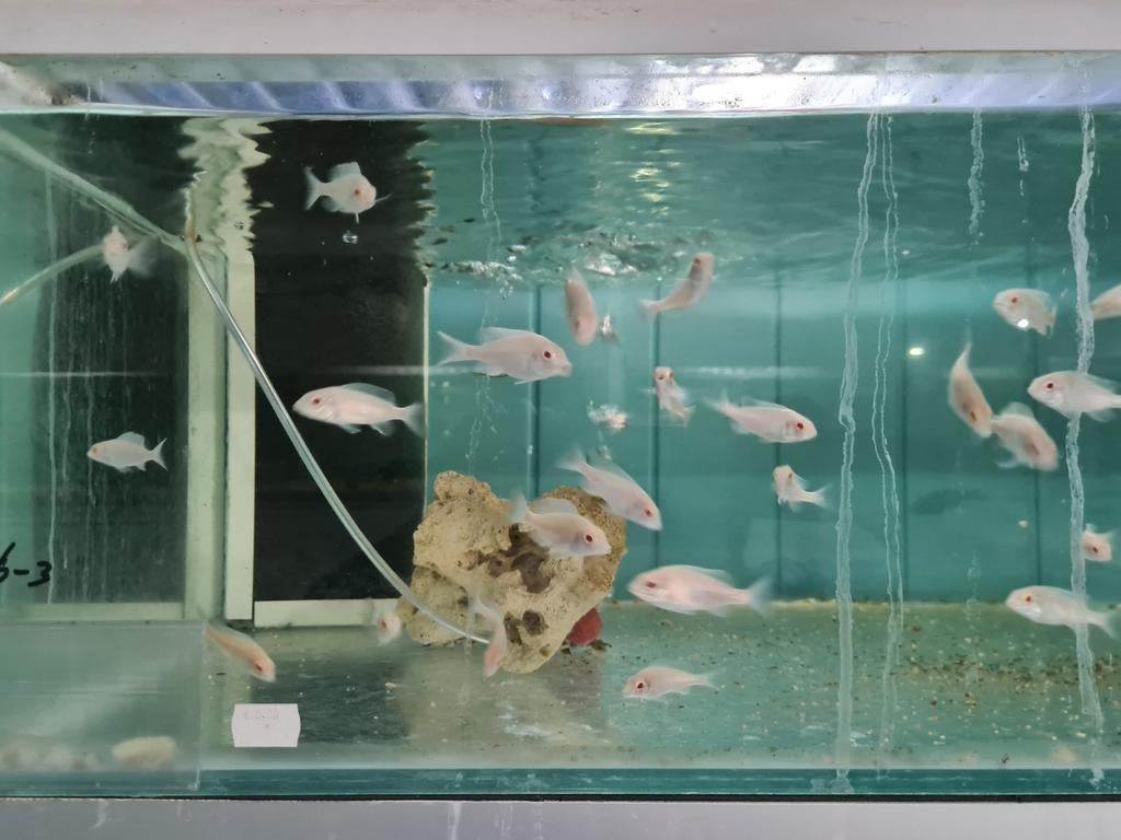 Albino Dolfijn Malawi Cichliden, Cyrtocara Moorii Albino, Vis, Zoetwatervis