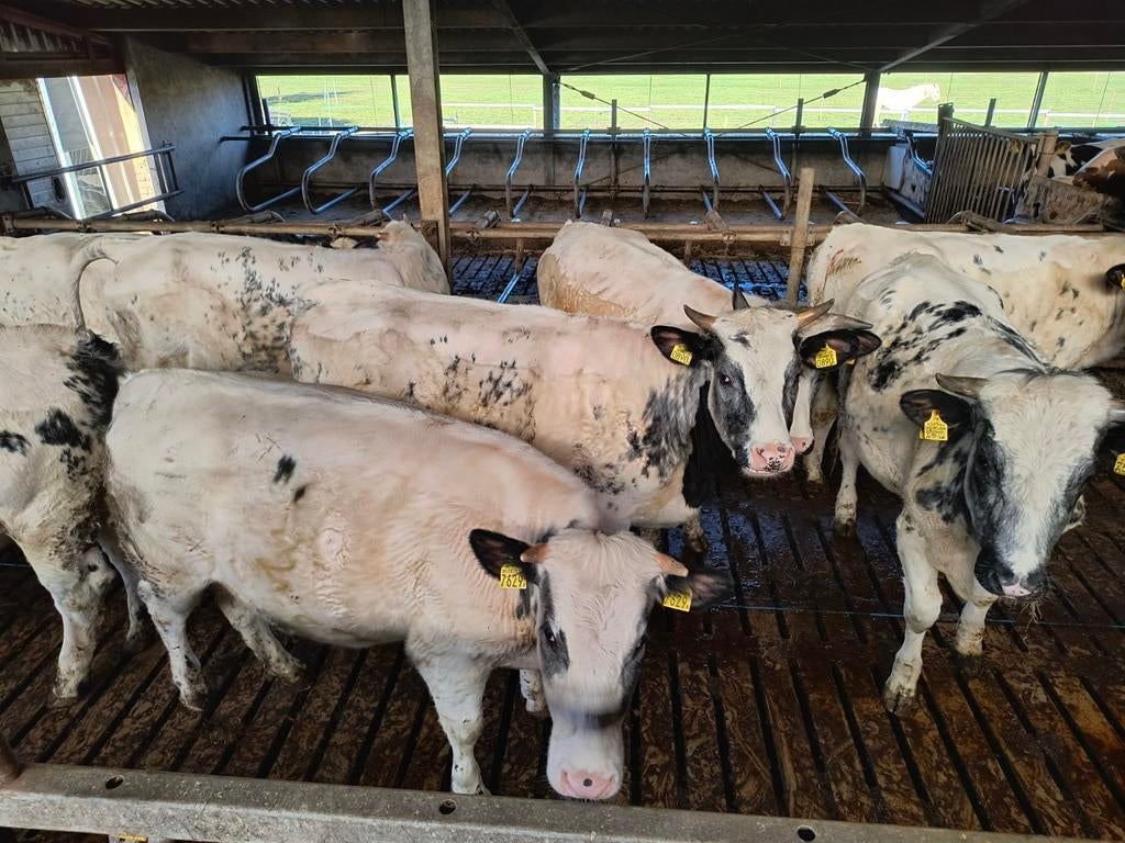 Pinken te koop, 50% Belgisch blauw, Dieren en Toebehoren, Vrouwelijk