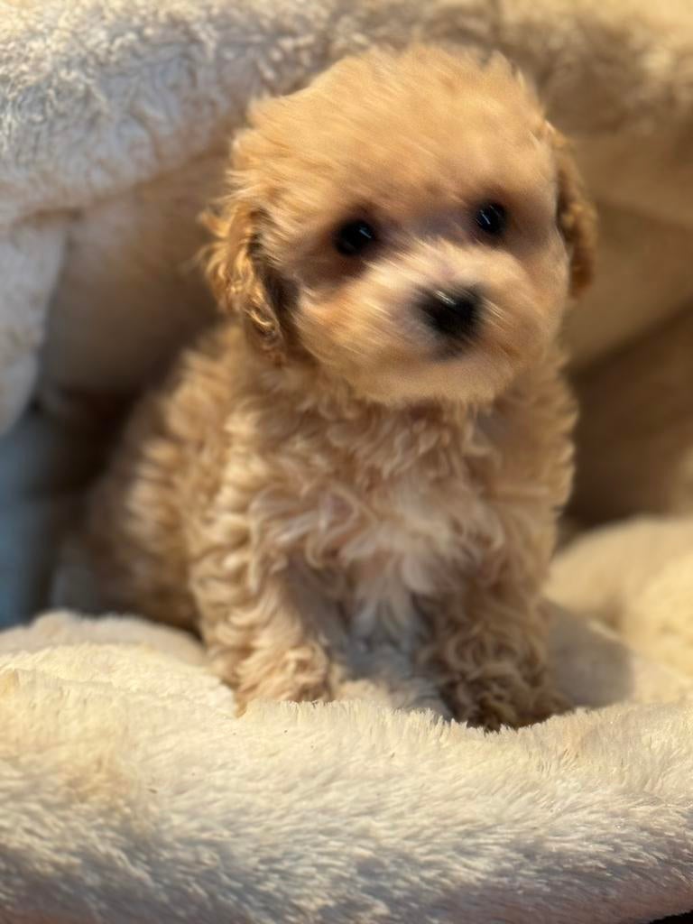 Prachtige pups ( Maltezer met Dwergpoedel ) Maltipoo, Poedel, Parvo, Nederland, 8 tot 15 weken