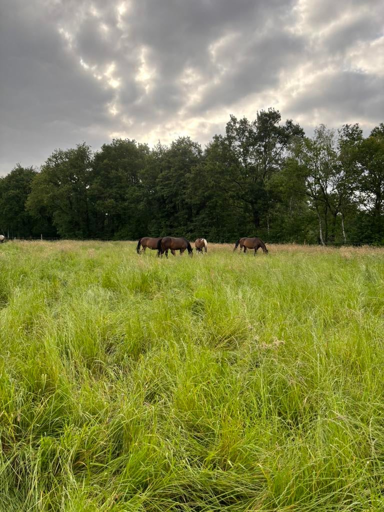 Stalling voor paarden met 24/7 weidegang!