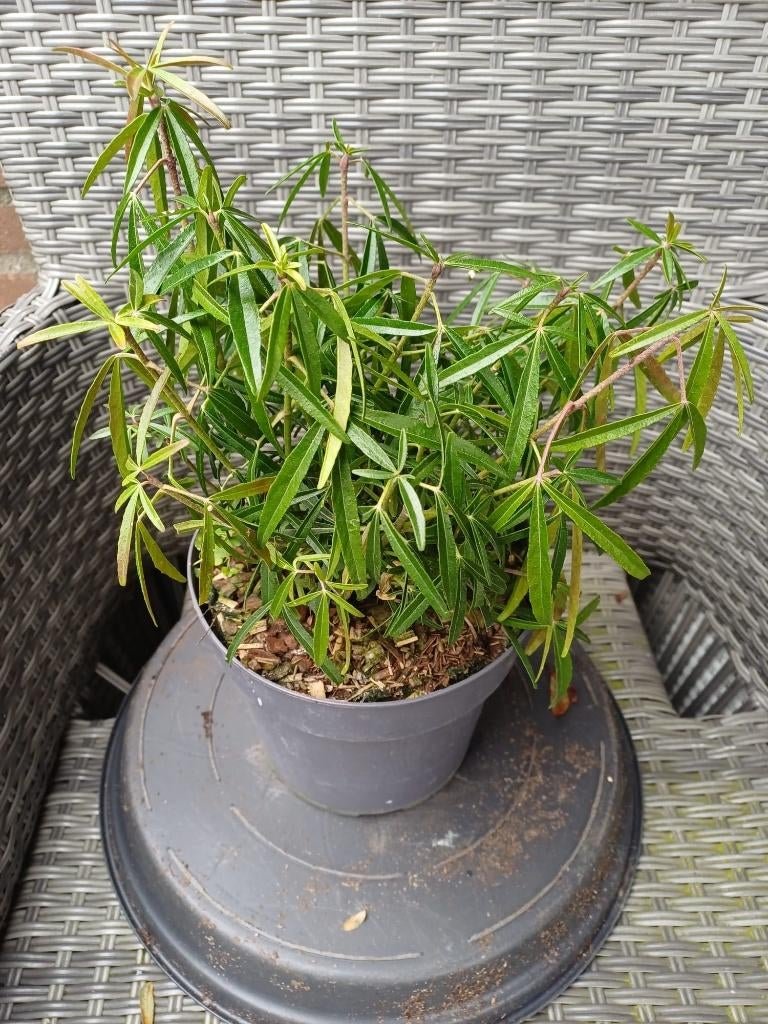 Choisya Ternata (Aztec Pearl), Tuin en Terras, Planten | Tuinplanten, Ophalen, Overige soorten, Volle zon