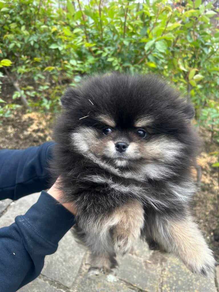 Prachtige mini pomeriaan pups( bear face), Dieren en Toebehoren, België, Particulier, Keeshond, 8 tot 15 weken