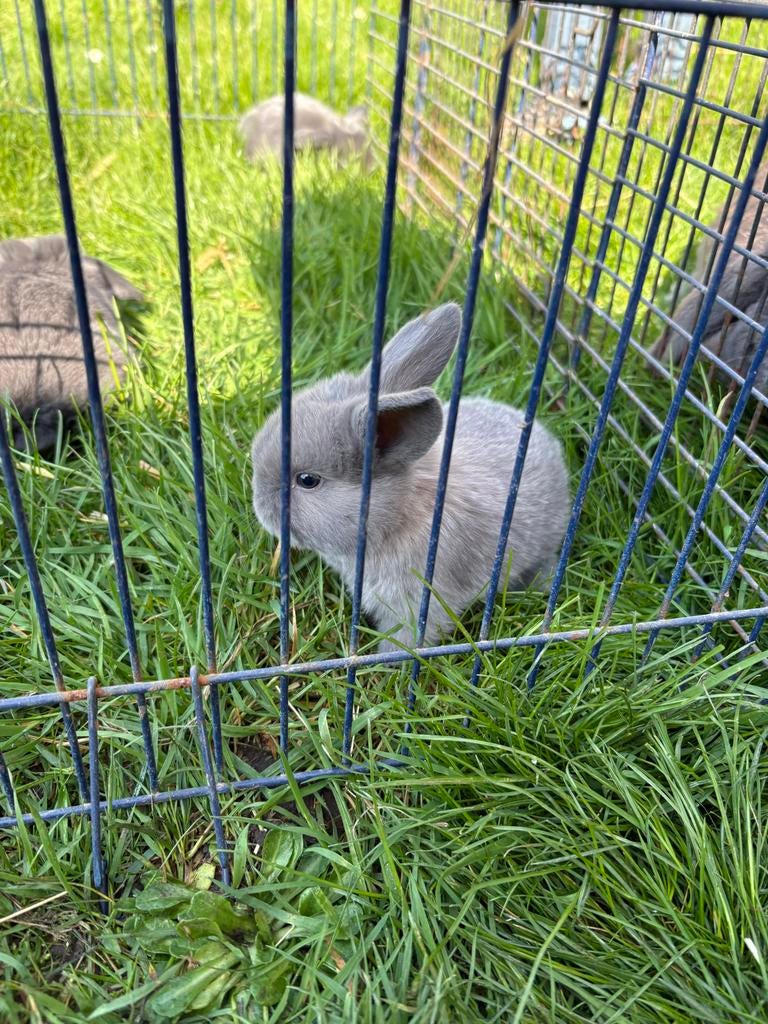 Baby Konijntjes, Dieren en Toebehoren, Konijnen, Geslacht onbekend, Middelgroot, 0 tot 2 jaar