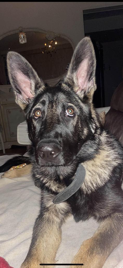 Duiste  herder wolfsgrauwe, Particulier, 15 weken tot 1 jaar, Reu, CDV (hondenziekte)