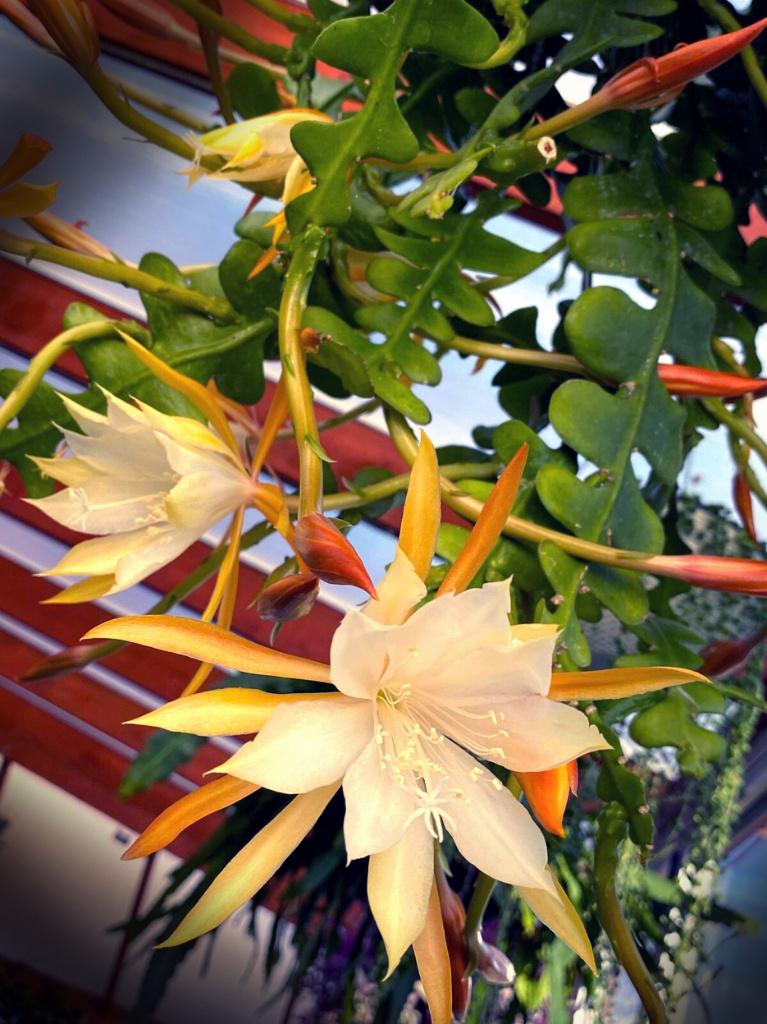 cactus - Epiphyllum anguliger - zaagcactus, Ophalen of Verzenden, Cactus, Volle zon, Minder dan 100 cm