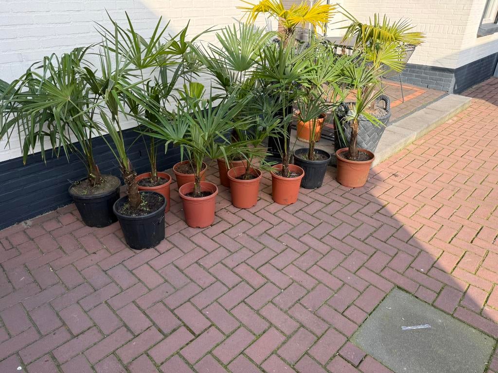 Palmboom palmbomen Trachycarpus fortunei chinese waaierpalm, Tuin en Terras, Planten | Bomen, Minder dan 100 cm, Zomer, Palmboom