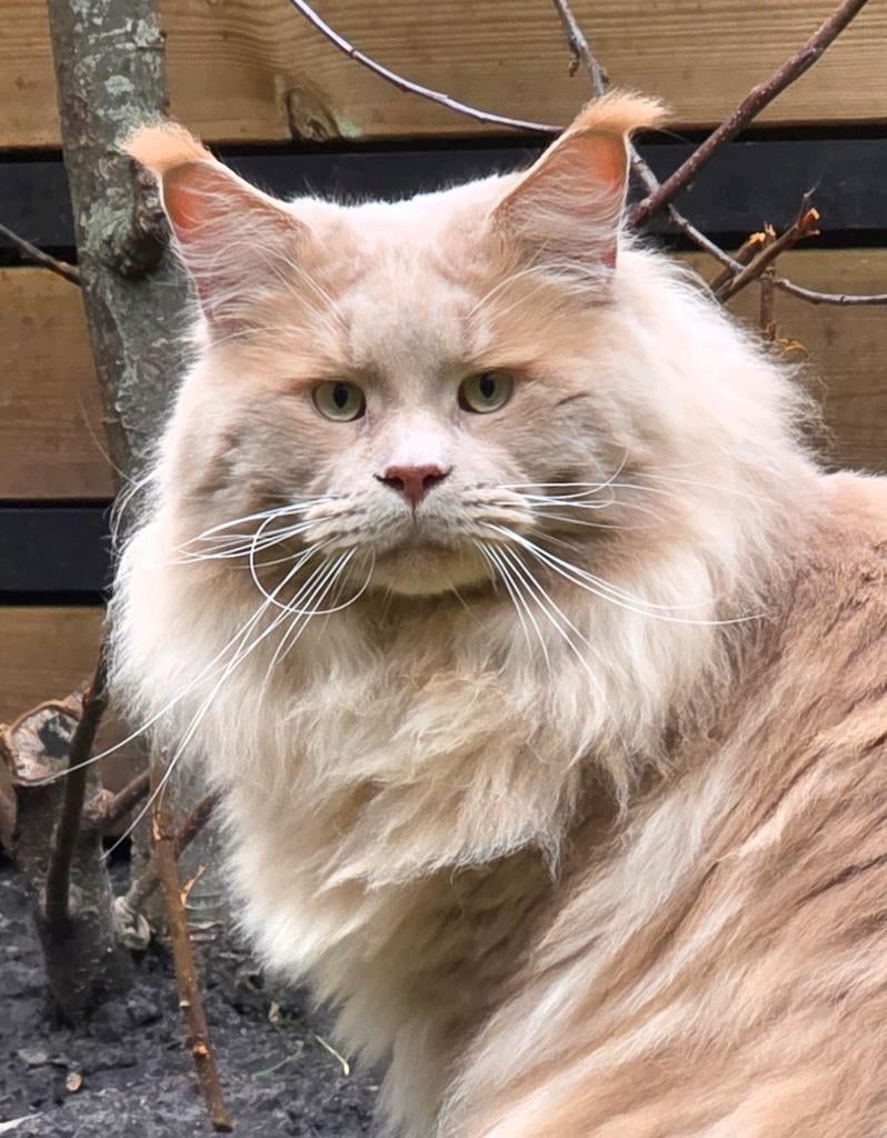 Maine Coon dekkater met stamboom, 0 tot 2 jaar