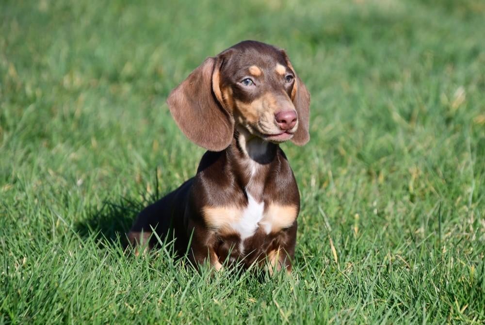 Teckel pups te koop (kortharig), 15 weken tot 1 jaar, Dwerg, Parvo, Meerdere