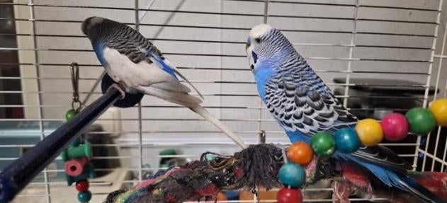 grasparkiet te koop/ruil, Mannelijk, Parkiet