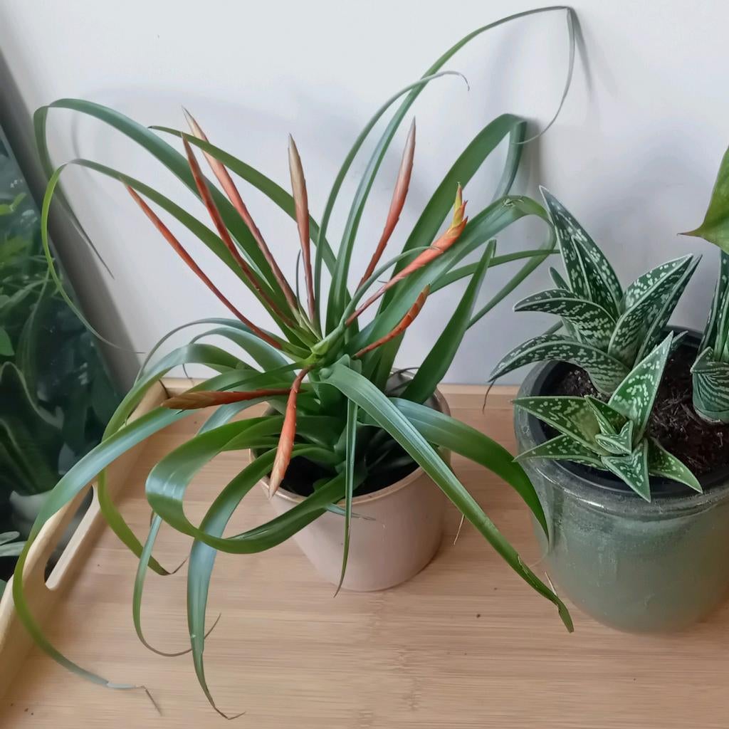 Tilandsia kamerplant 30cm, Ophalen, Overige soorten, Halfschaduw, In pot