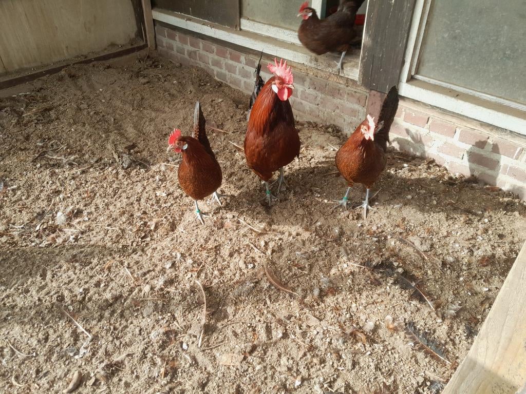 Broedeieren Friese hoen en friese kriel, Dieren en Toebehoren, Pluimvee, Geslacht onbekend, Kip