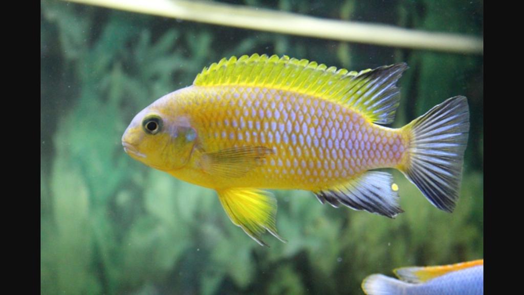 Topheops chilumba Gold ( malawi cichlide), Vis