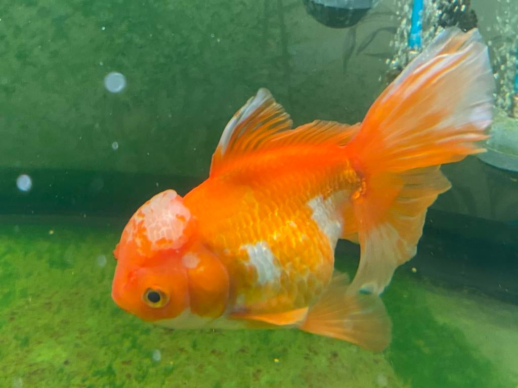 Leeuwen koppen sluierstaart, Dieren en Toebehoren, Vis, Zoetwatervis