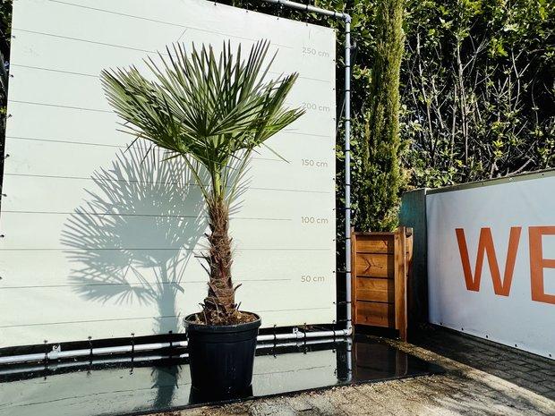 Palmboom - Trachycarpus Fortunei - stamhoogte 60- 80 cm, In pot, Halfschaduw, Ophalen of Verzenden, 100 tot 250 cm