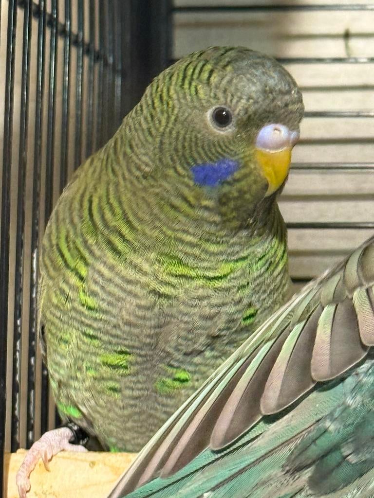 Blackface blackwing, Mannelijk, Parkiet