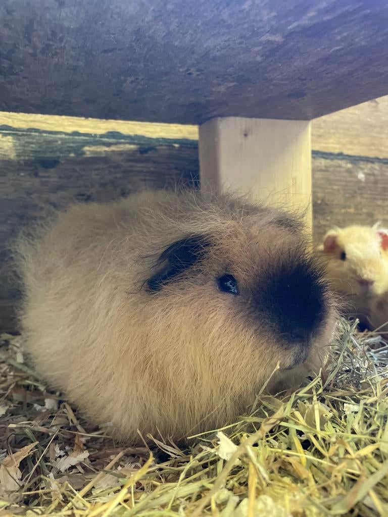 Ch teddy beer calafornia, Dieren en Toebehoren, Knaagdieren, Cavia, Mannelijk, Tam, September