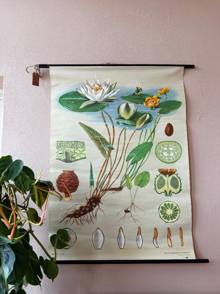 Schoolplaat Waterlelie van Jung, Koch en Quentell, Ophalen of Verzenden, Gebruikt