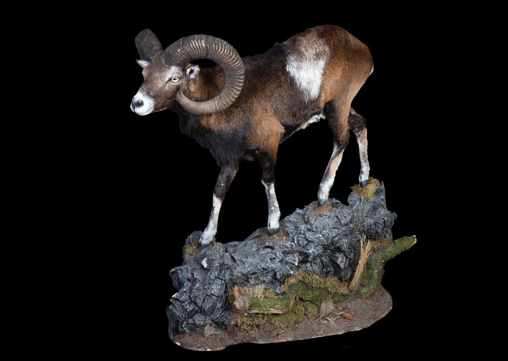 Moeflon full mount Taxidermie, Ophalen, Zo goed als nieuw, Overige soorten, Opgezet dier