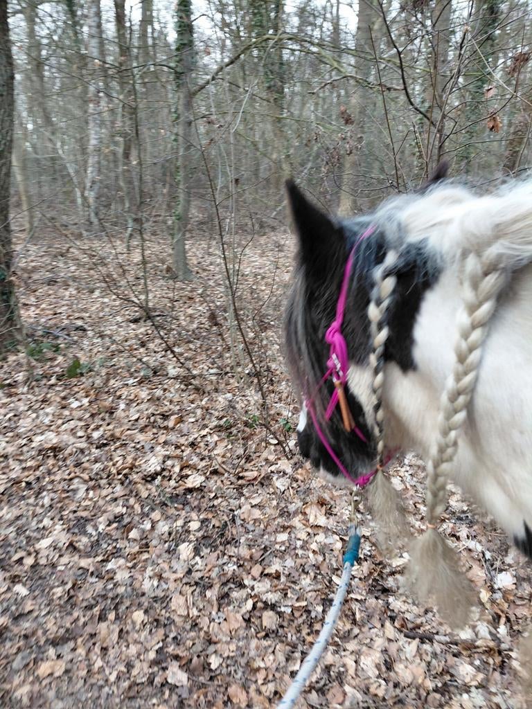 Verzorger gezocht voor tinker
