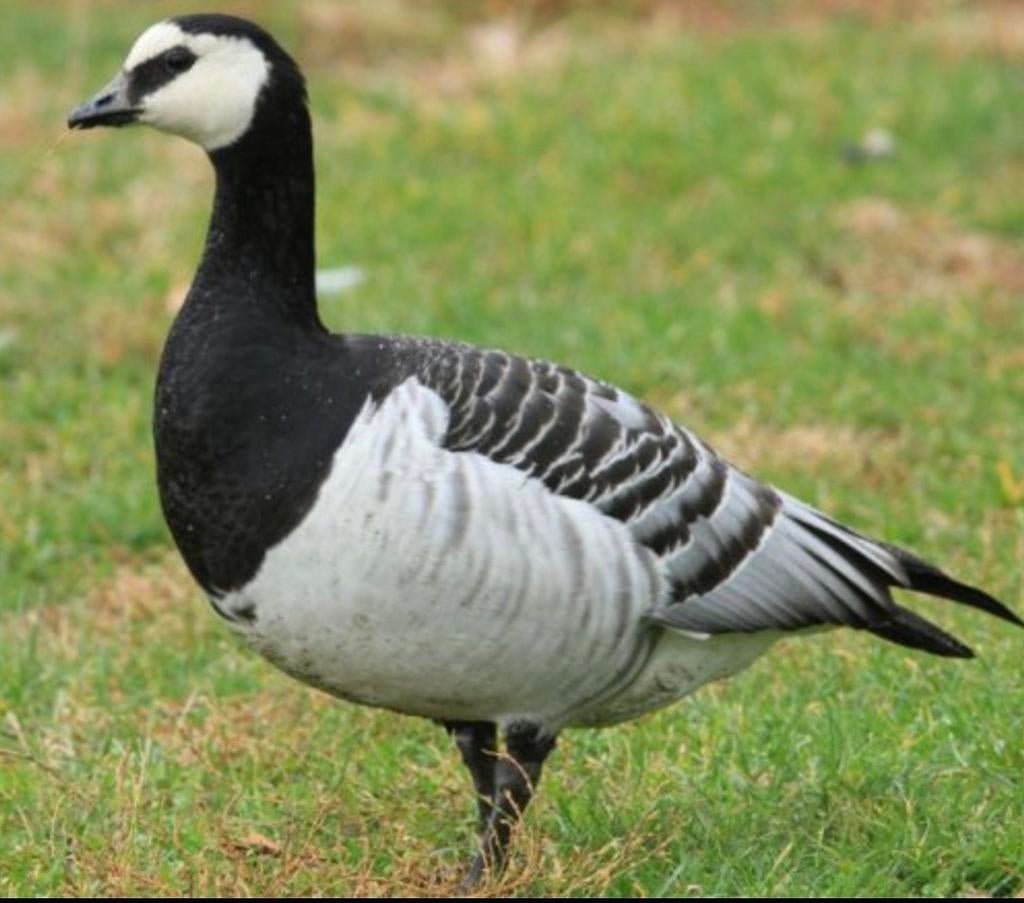 Ganzen, Dieren en Toebehoren, Pluimvee, Meerdere dieren, Gans of Zwaan