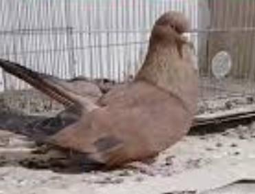 Hoogvliegende duif, Dieren en Toebehoren, Vogels | Duiven, Meerdere dieren, Overige soorten