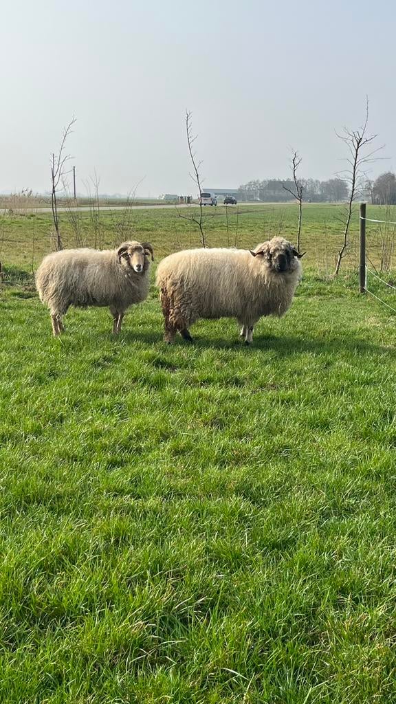 !!Zo snel mogelijk nieuw huisje gezocht!!, Meerdere dieren, Schaap