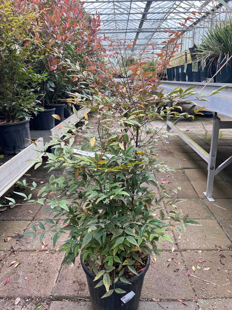 Nandina Domestica - hemelse bamboe, Tuin en Terras, Planten | Tuinplanten, Overige soorten, Vaste plant, Ophalen of Verzenden