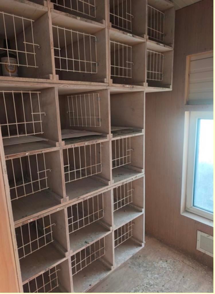 Broedbakken, Meerdere dieren, Postduif