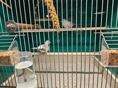 Geopelia cuneata Diamantduif, Meerdere dieren, Tortelduif