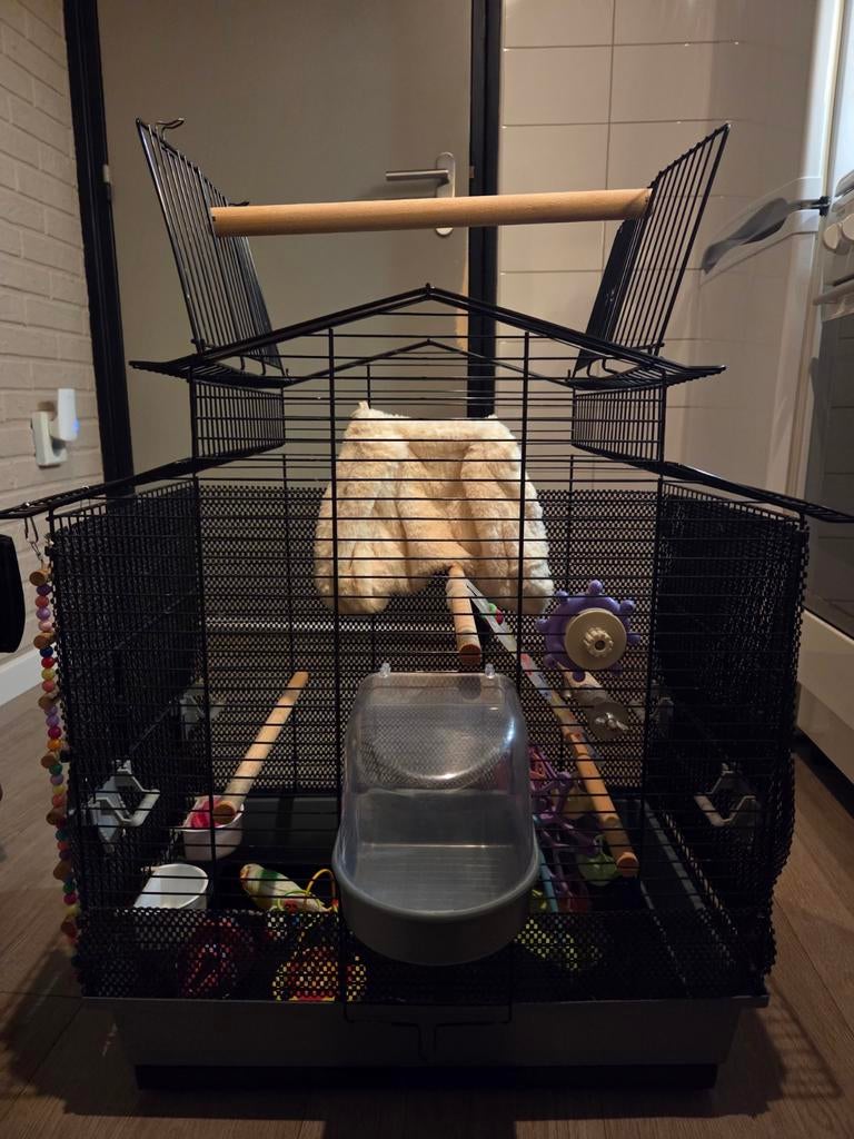 Complete vogelkooi, Meerdere dieren, Papegaai