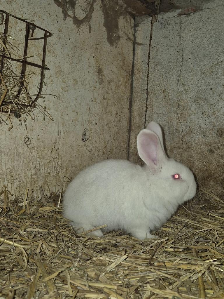 Witte vlaamse reuzen, Mannelijk, Groot, 0 tot 2 jaar