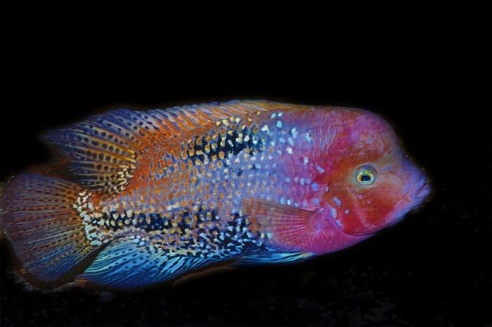 Midden Amerikaanse Cichliden: Vieja melanura Spotted, Dieren en Toebehoren, Vis, Zoetwatervis