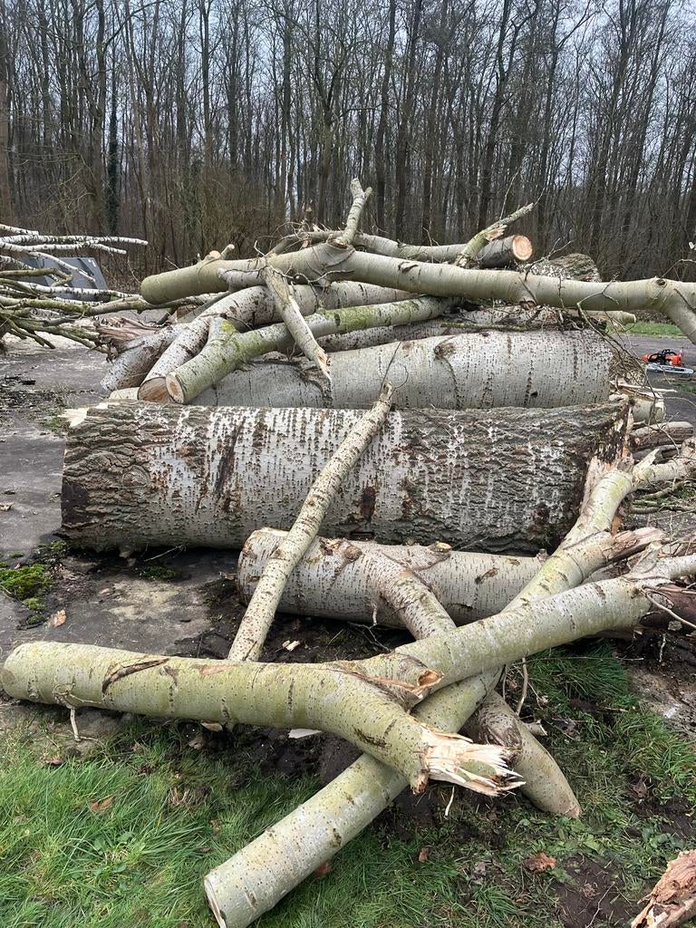 Populieren Brandhout - ca. 30 kuub, 6 m³ of meer, Ophalen of Verzenden, Overige houtsoorten, Stammen