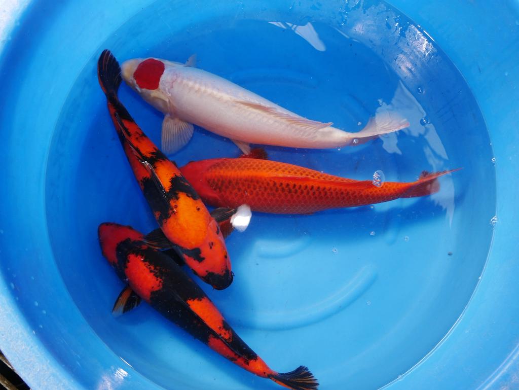 Hi utsuri en prachtige japanse koi bij HEESCHKOI tancho, Karper of Koi