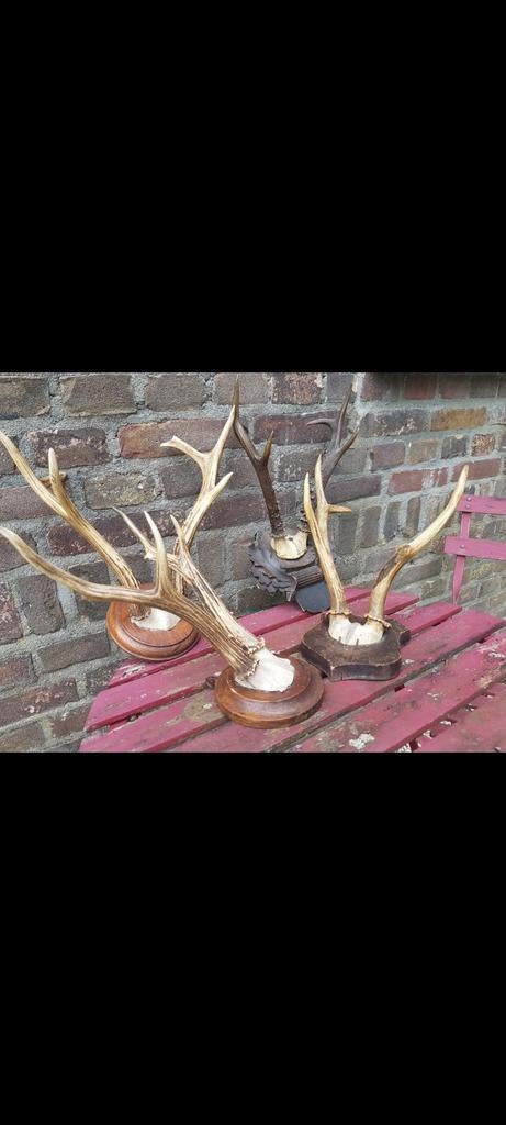 Siberische Ree bokken GROTE Ree bokken hert herten gewei, Ophalen of Verzenden, Zo goed als nieuw, Hert, Gewei of Kop