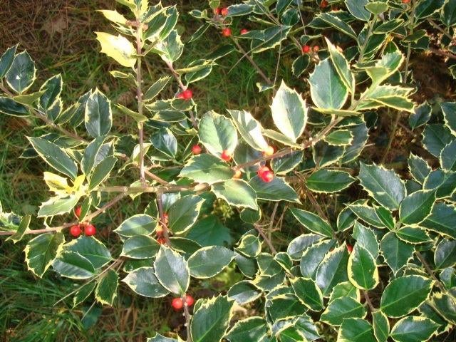 Bonte Hulst met Rode Bessen voor Kerststuk/Kerst Decoratie, Diversen, Kerst, Ophalen of Verzenden, Nieuw