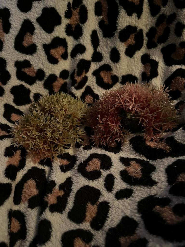 Nep coral.  1, Dieren en Toebehoren, Ophalen, Gebruikt