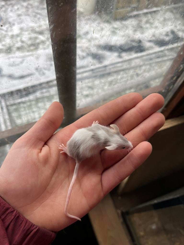 Handtamme Kleurmuisjes, Dieren en Toebehoren, Knaagdieren, Muis, December, Meerdere dieren, Tam