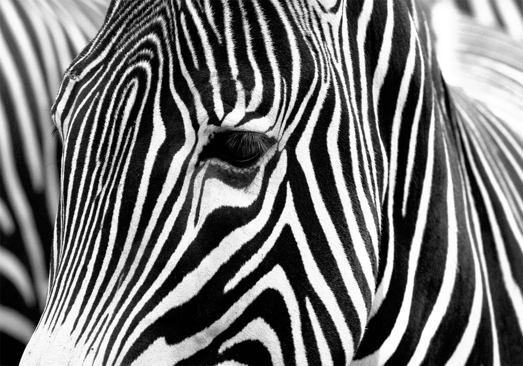 100 Zebra Vlies Fotobehang 350x250cm in 3 maten Nieuw 1000+, Ophalen of Verzenden, Minder dan 10 m², Grijs