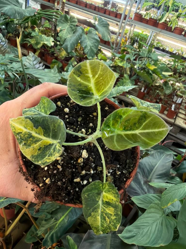 Alocasia Black Velvet Aurea - Gouden Variegata, Huis en Inrichting, Kamerplanten, Overige soorten, In pot, Minder dan 100 cm, Groene kamerplant