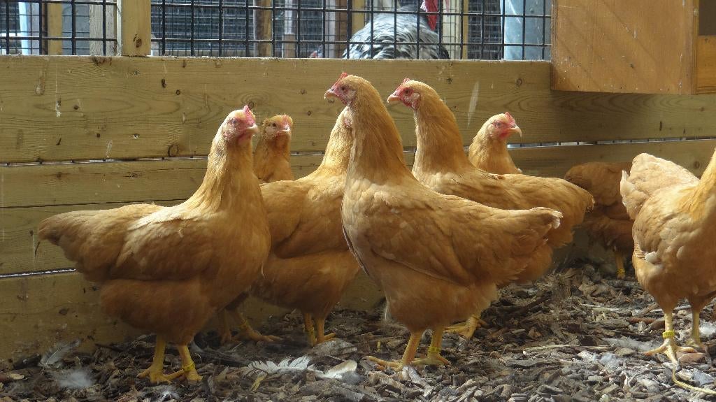 Plymouth rock krielen | Krielkippen | Jonge kippen, Dieren en Toebehoren, Meerdere dieren, Kip