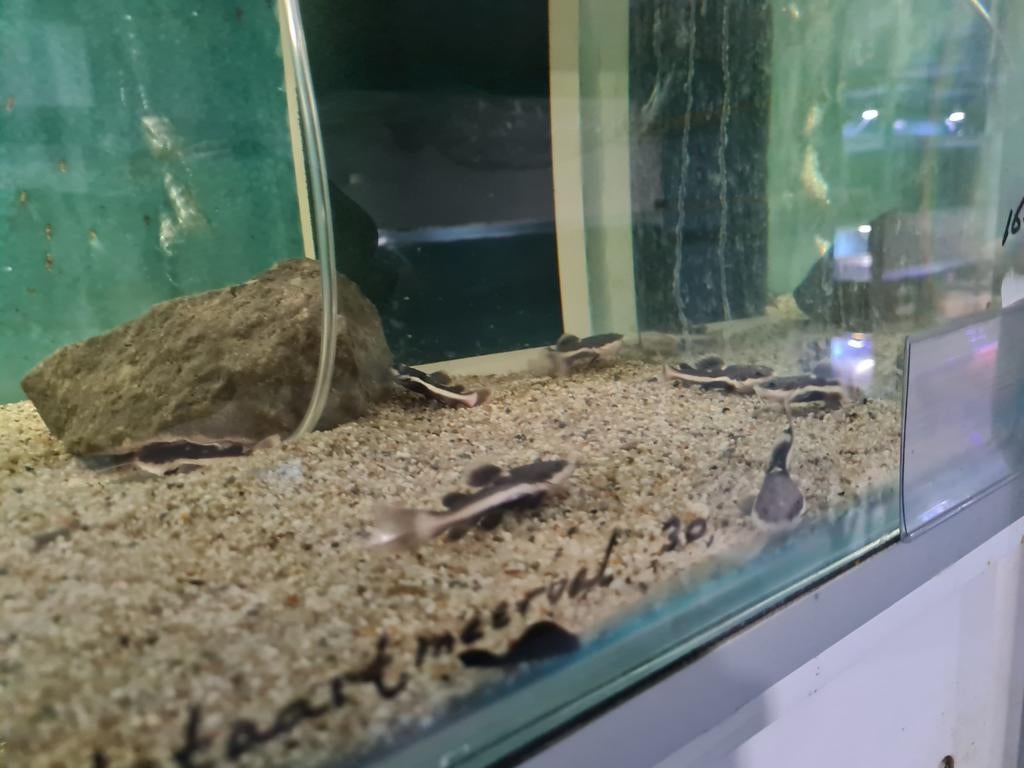 Roodstaartmeerval, rtc, Phractocephalus Hemioliopterus, Dieren en Toebehoren, Vis, Zoetwatervis